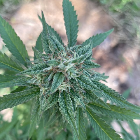 Leaked adriennabluntly header onlyfans leaked