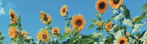 Leaked ameliastarrdust header onlyfans leaked