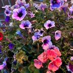 Leaked angelri0tt onlyfans leaked