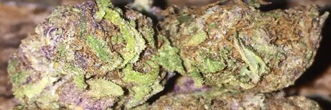 Leaked anitasativa header onlyfans leaked