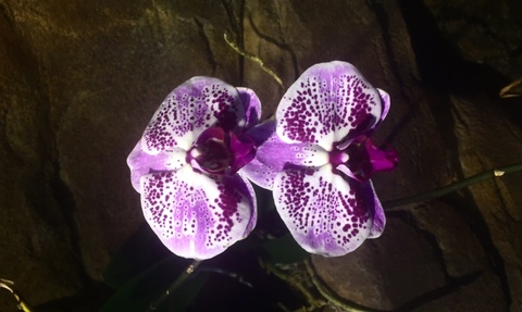 Leaked anwinter header onlyfans leaked