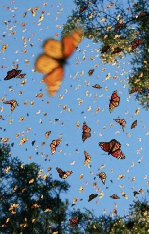 Leaked babyamaia header onlyfans leaked