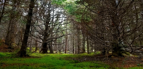 Leaked badbunny14 header onlyfans leaked