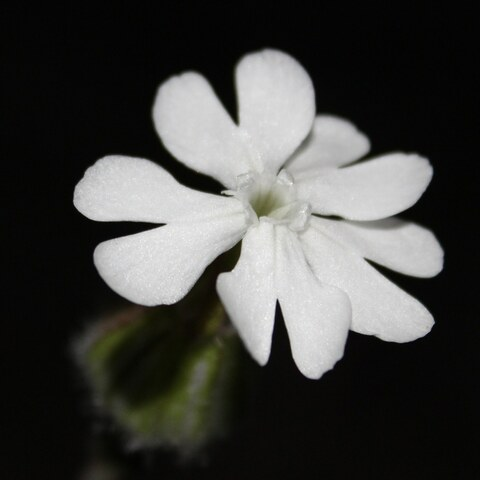 Leaked boymasc_solo header onlyfans leaked