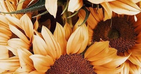 Leaked briannahammonds header onlyfans leaked