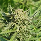 Leaked cannaporn onlyfans leaked