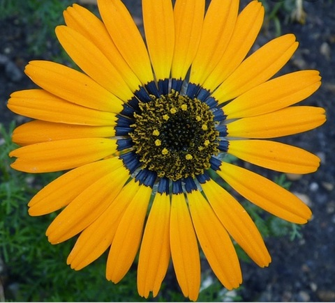 Leaked carebearkass header onlyfans leaked