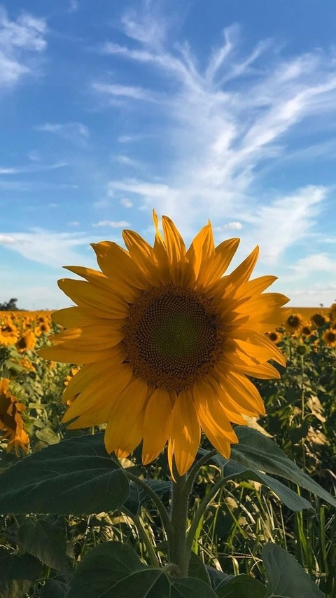 Leaked cassideet420 header onlyfans leaked