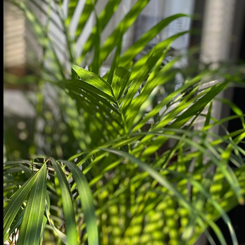 Leaked chubbysugarbunny header onlyfans leaked