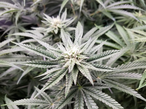 Leaked cookiegirlgrows header onlyfans leaked