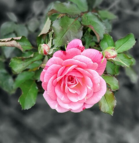 Leaked curvylifter header onlyfans leaked