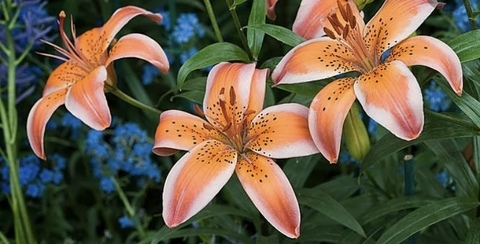 Leaked daddysgirl1340 header onlyfans leaked