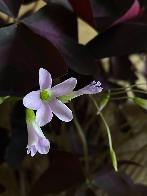 Leaked devi_m header onlyfans leaked