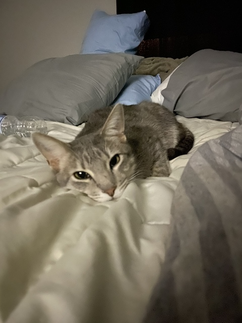 Leaked dizzykenzi header onlyfans leaked