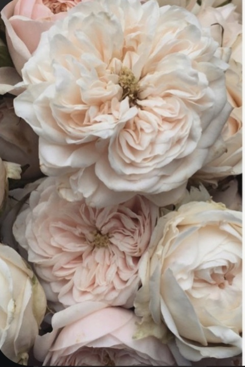 Leaked dragonfruit19 header onlyfans leaked