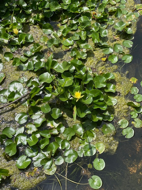 Leaked dt.dreamgirl header onlyfans leaked