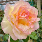 Leaked elisenezzi onlyfans leaked