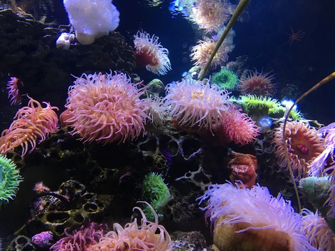 Leaked ellie_onyx header onlyfans leaked