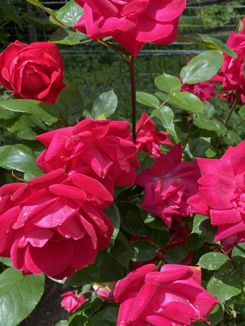 Leaked freyaliraz header onlyfans leaked