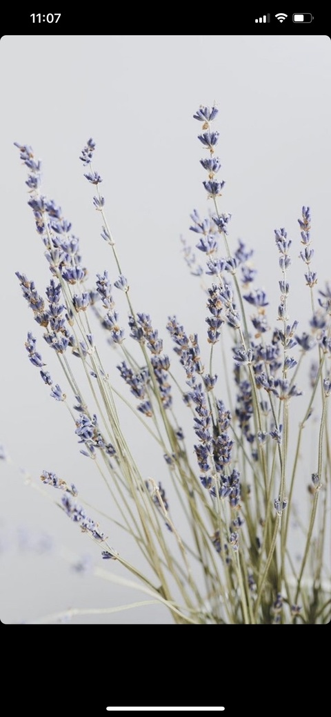 Leaked gardenoflily header onlyfans leaked