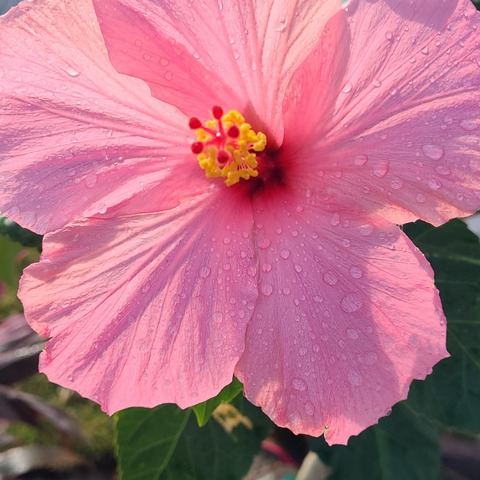 Leaked ginger_goddess01 header onlyfans leaked