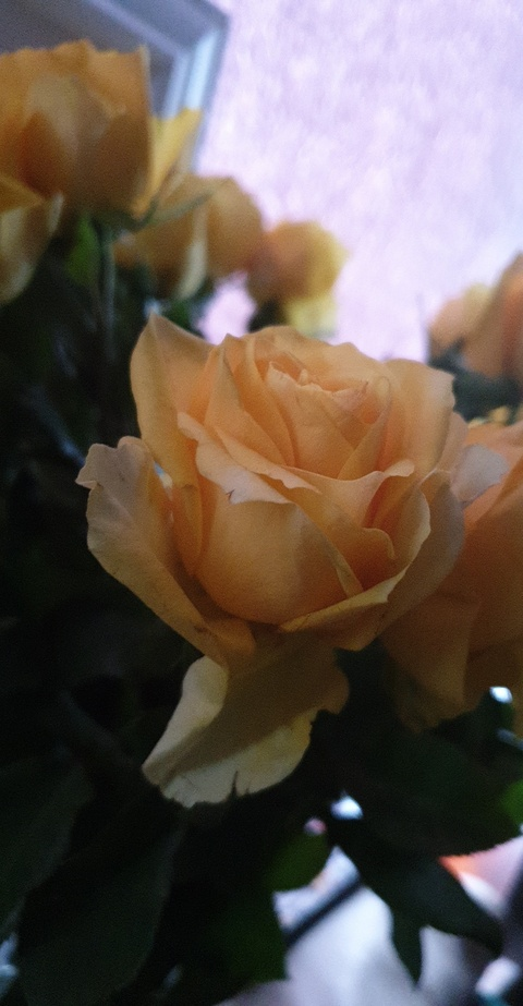 Leaked gingertemptress2000 header onlyfans leaked