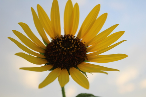 Leaked gingertiff86 header onlyfans leaked