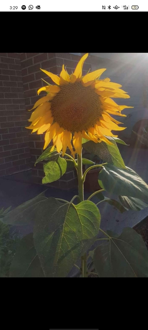 Leaked green-gal header onlyfans leaked