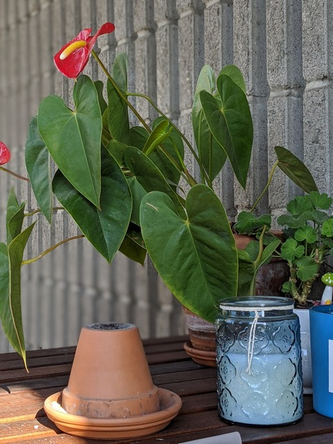 Leaked honeybunchesofooos header onlyfans leaked