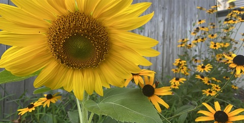 Leaked ixora.ursinia header onlyfans leaked