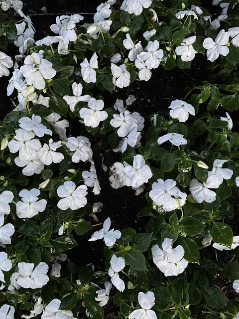 Leaked lelilacnoir header onlyfans leaked