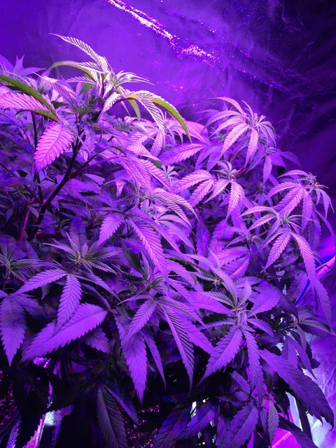 Leaked lostcauz header onlyfans leaked