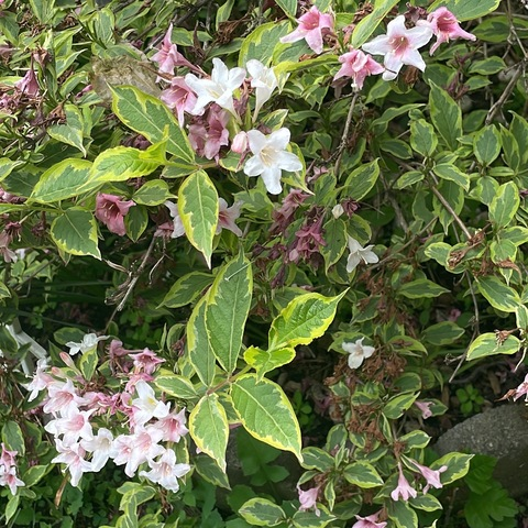 Leaked lovelybrat94 header onlyfans leaked