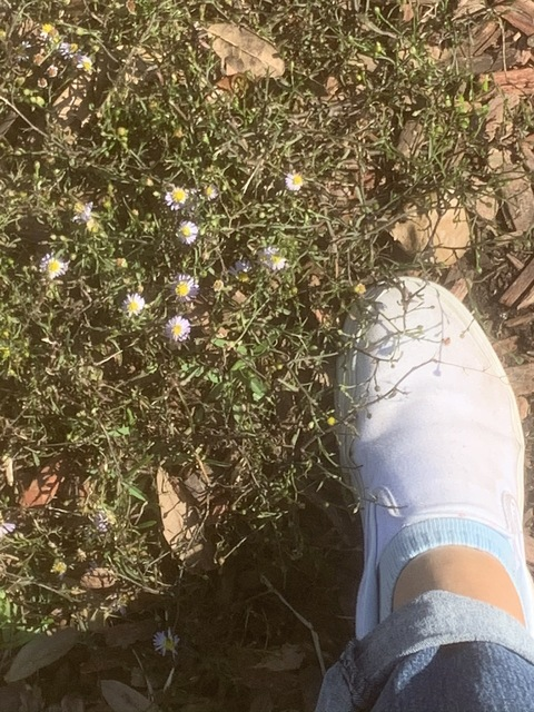 Header of lucid_dream