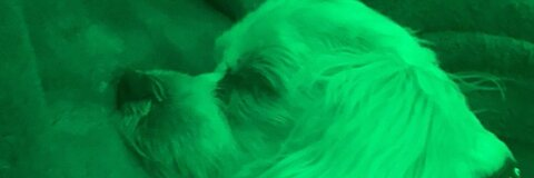 Header of lyssaxbby
