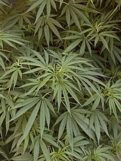 Leaked marianjuanaa header onlyfans leaked