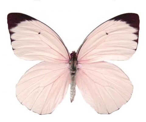 Leaked melaniixoxo header onlyfans leaked