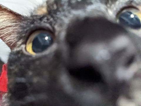 Leaked meowhegao header onlyfans leaked