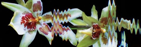 Leaked mochimochisosweet header onlyfans leaked