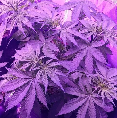 Leaked mollybrianne420 header onlyfans leaked