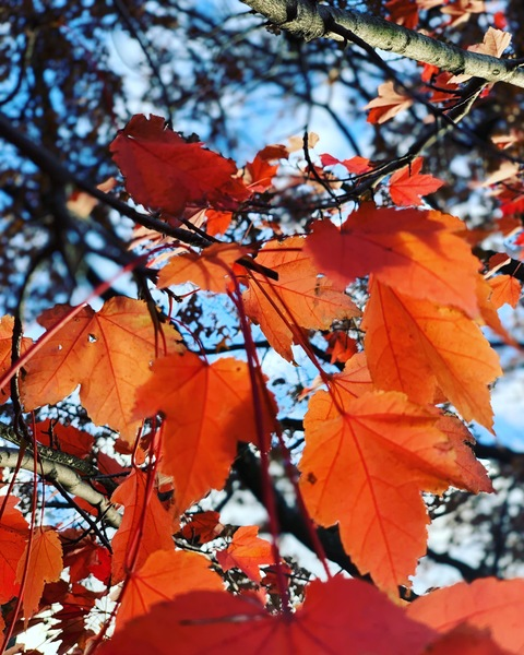 Leaked monstercruz header onlyfans leaked