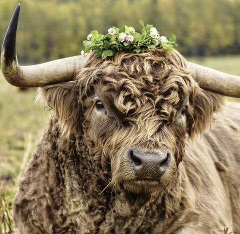 Leaked mooticulous header onlyfans leaked