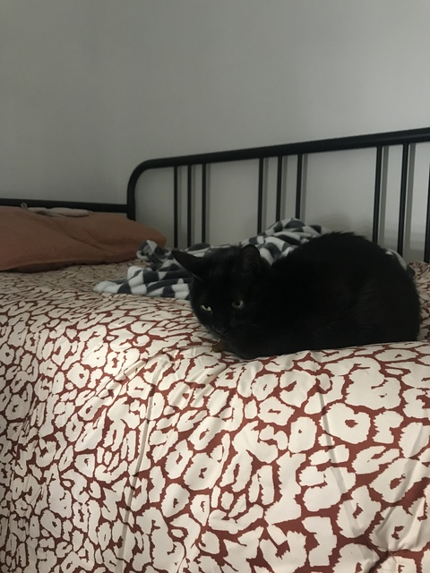 Leaked mystiquemari header onlyfans leaked