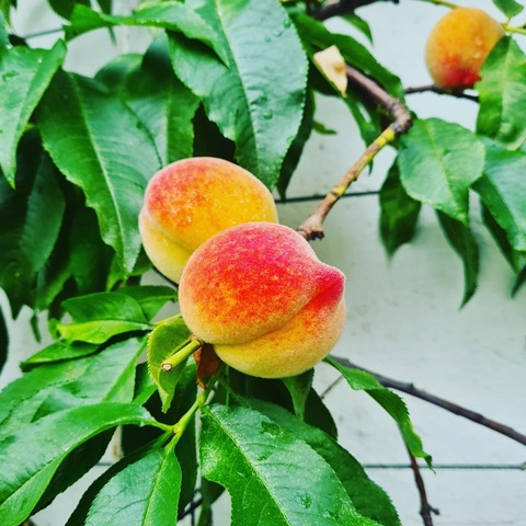 Leaked nectarine_naomi header onlyfans leaked