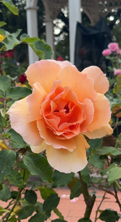 Leaked ok_yes header onlyfans leaked