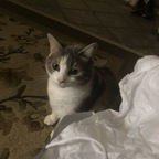 Leaked onlypurrs onlyfans leaked