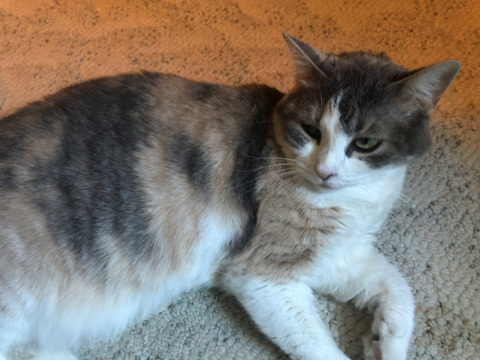 Leaked onlypurrs header onlyfans leaked