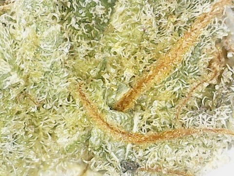 Leaked pablo.nl header onlyfans leaked