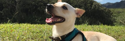 Leaked princesshoo header onlyfans leaked