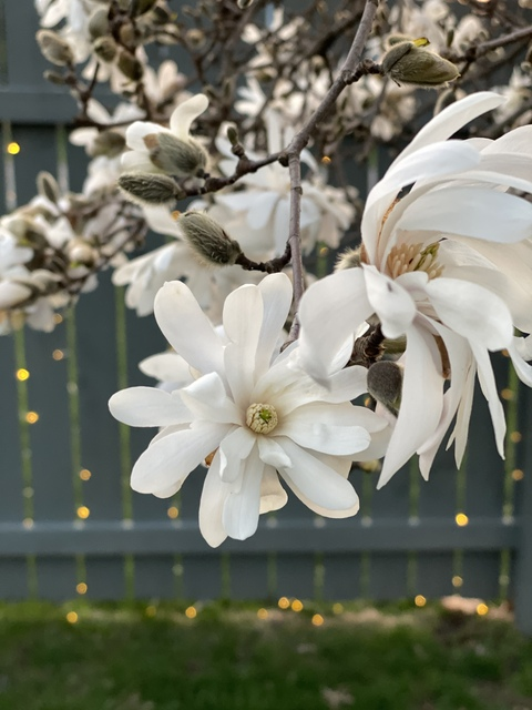 Leaked roophoria header onlyfans leaked